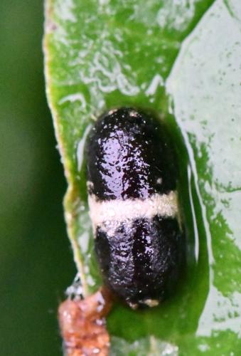 Réf. 296 906 : Campopleginae inconnu